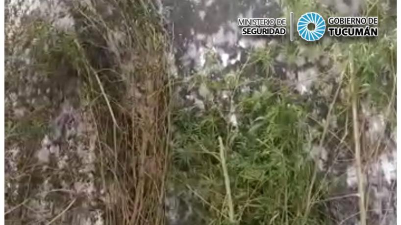 Secuestran Plantas De Marihuana En Un Domicilio De La Capital