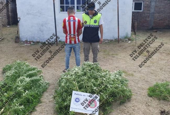 Secuestran Plantas De Marihuana En El Domicilio De Un Sospechoso De