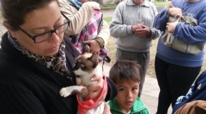Tucumán Mascota, castración de animales