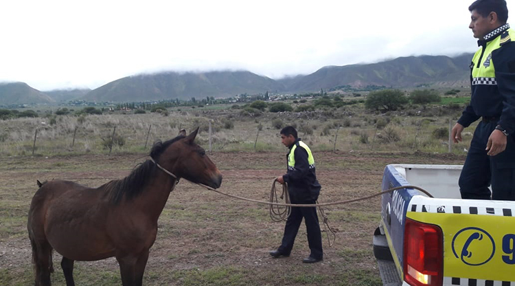 caballo