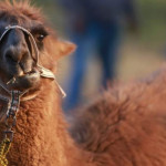 llama loco 1