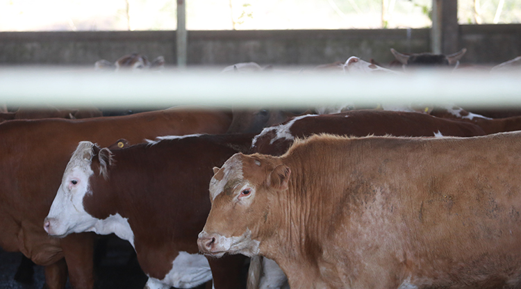 Ganadería capacitará en reducción de bacterias