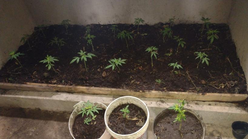 Burruyacu Police Station Raid: Marijuana Seedlings, Meat, and Bovine Hide Seized