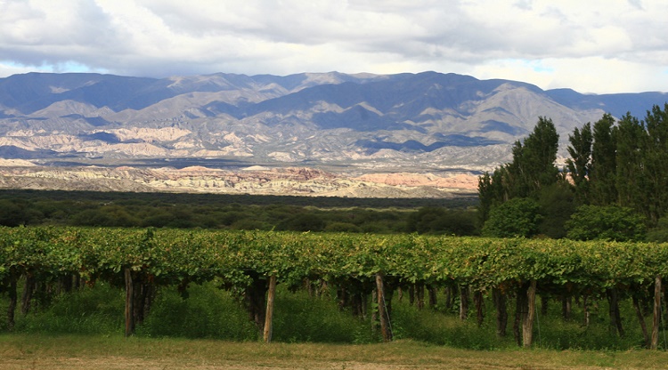 Conocé la ruta del vino de los valles tucumanos