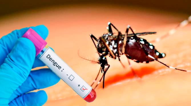 Enterate cómo se comporta el mosquito que transmite dengue ...