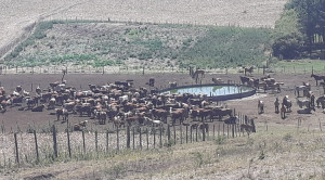 Extinguieron incendios en cerro medina Cadillal igneos fuego 2